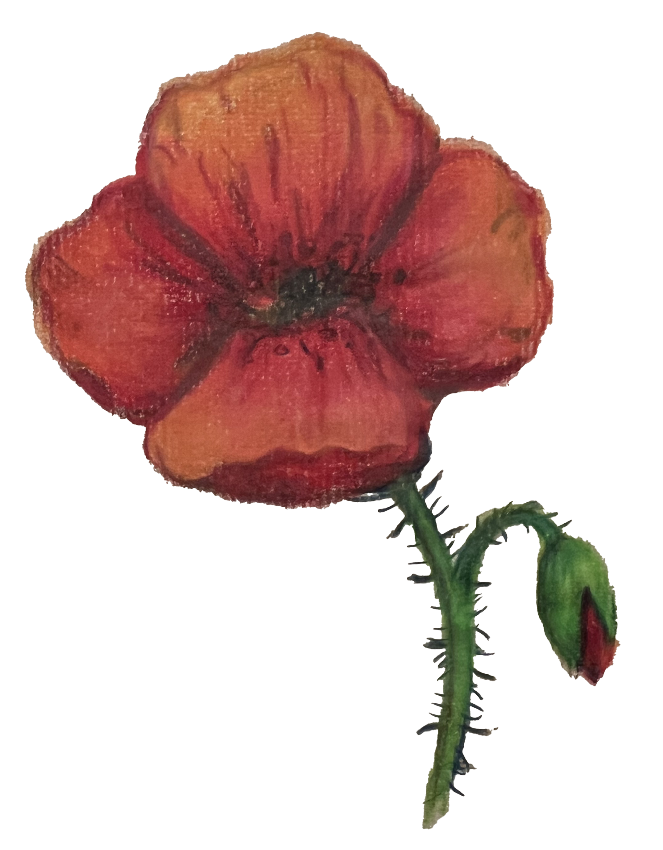 Poppy Drawing Honoring 'A'